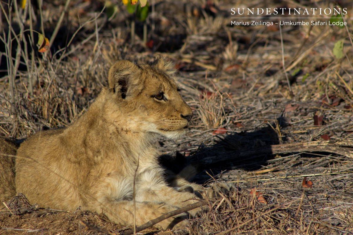 Lion Cub Sabi Sand