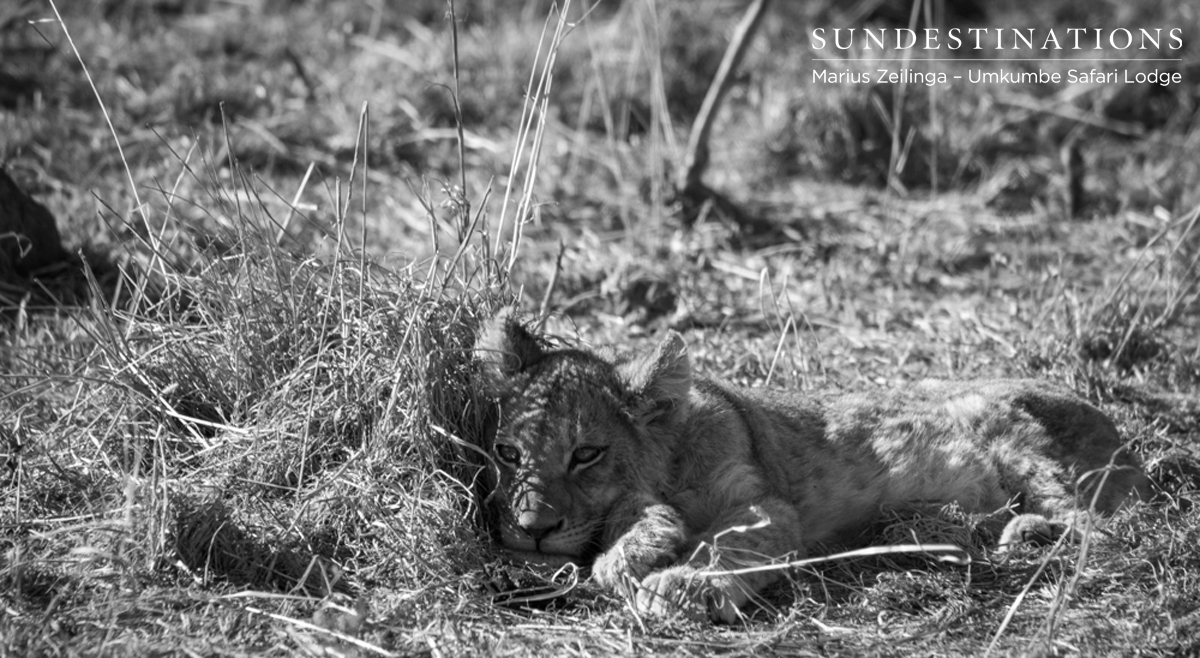 Sabi Sand Lion Cub