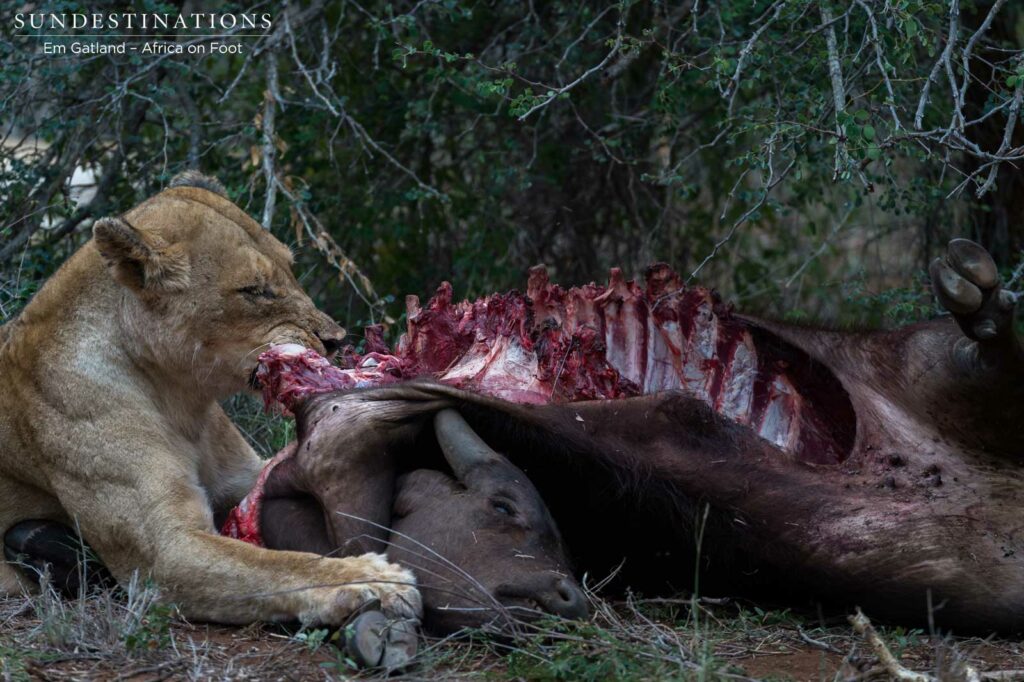 A morbid, albeit natural image of a lioness feasting on her kill