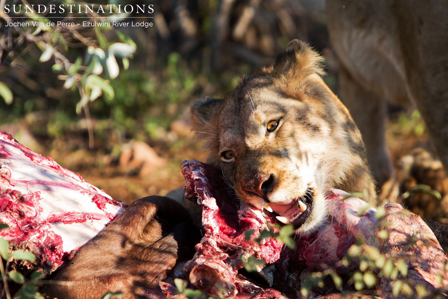 Mohlabetsi Lion Pride