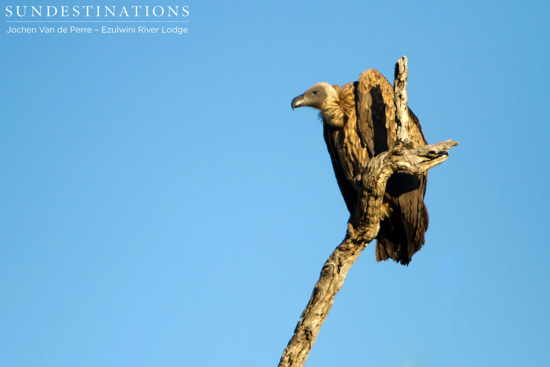 Ezulwini Vulture