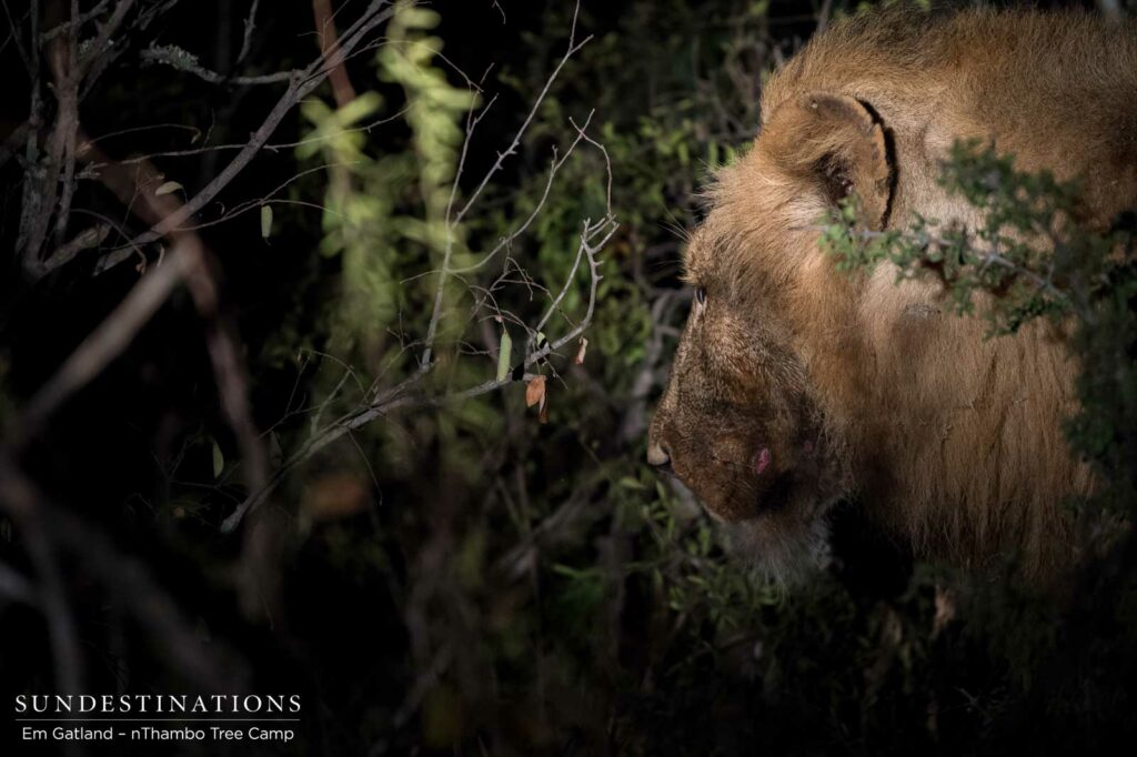 Mapoza male at buffalo kill