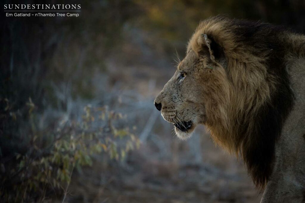 Trilogy male on buffalo trail this morning in Klaserie
