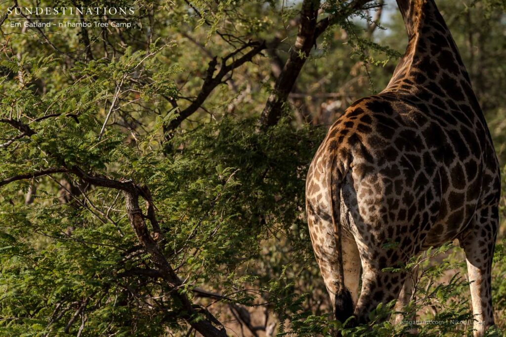 Eye-level with a giraffe is not necessarily eye-level for a giraffe! An acacia feast had this giant mammal very busy Eye-level with a giraffe is not necessarily eye-level for a giraffe! An acacia feast had this giant mammal very busy