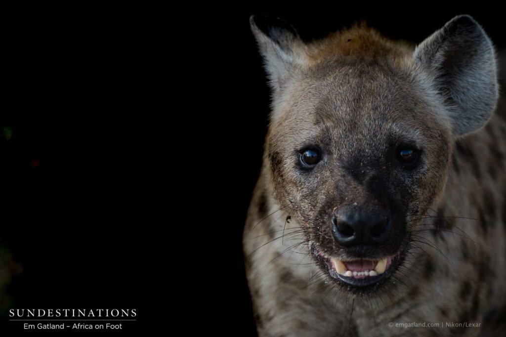 Gazing back at a spotted hyena panting in the darkness Gazing back at a spotted hyena panting in the darkness