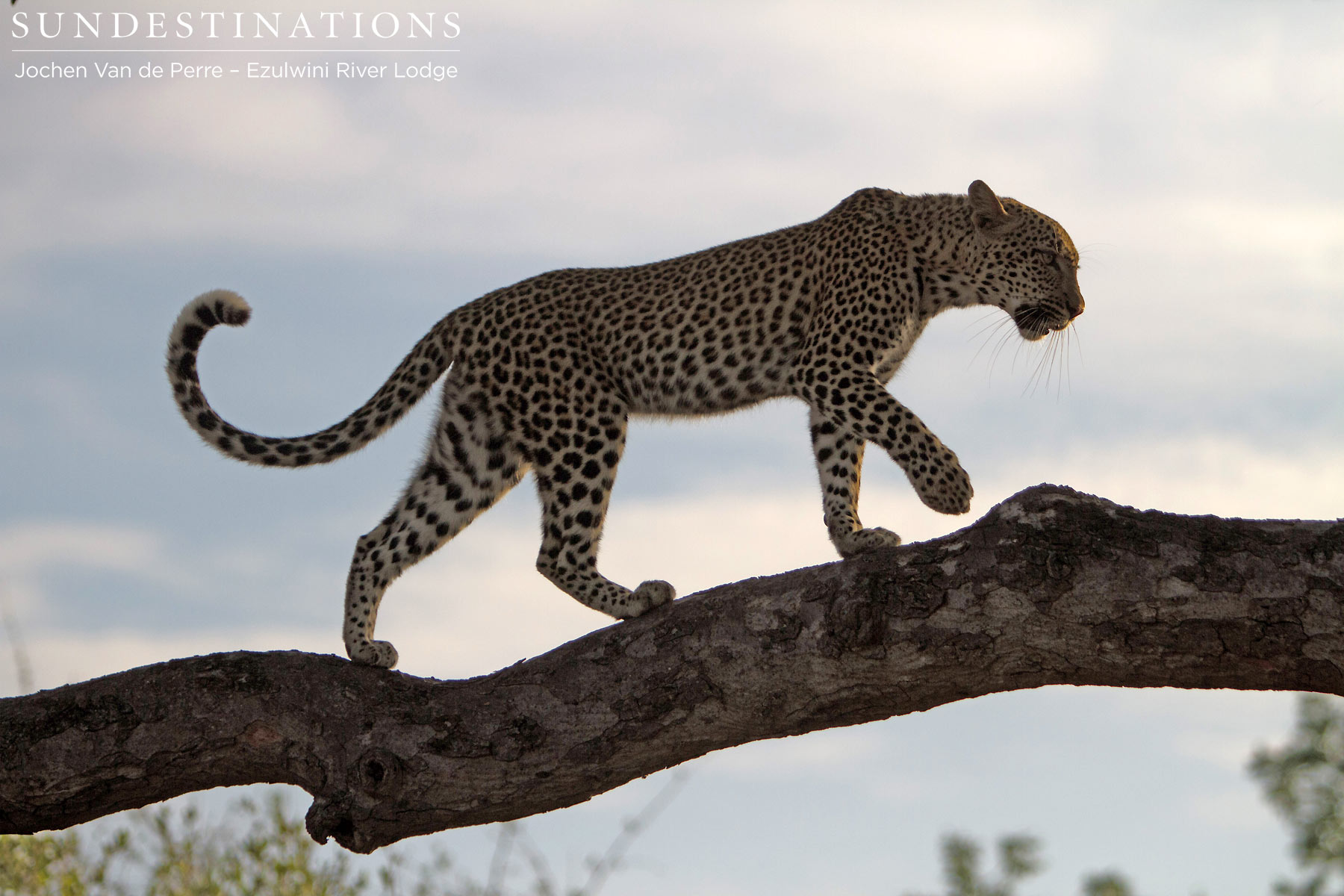 Van Wijk's Leopardess