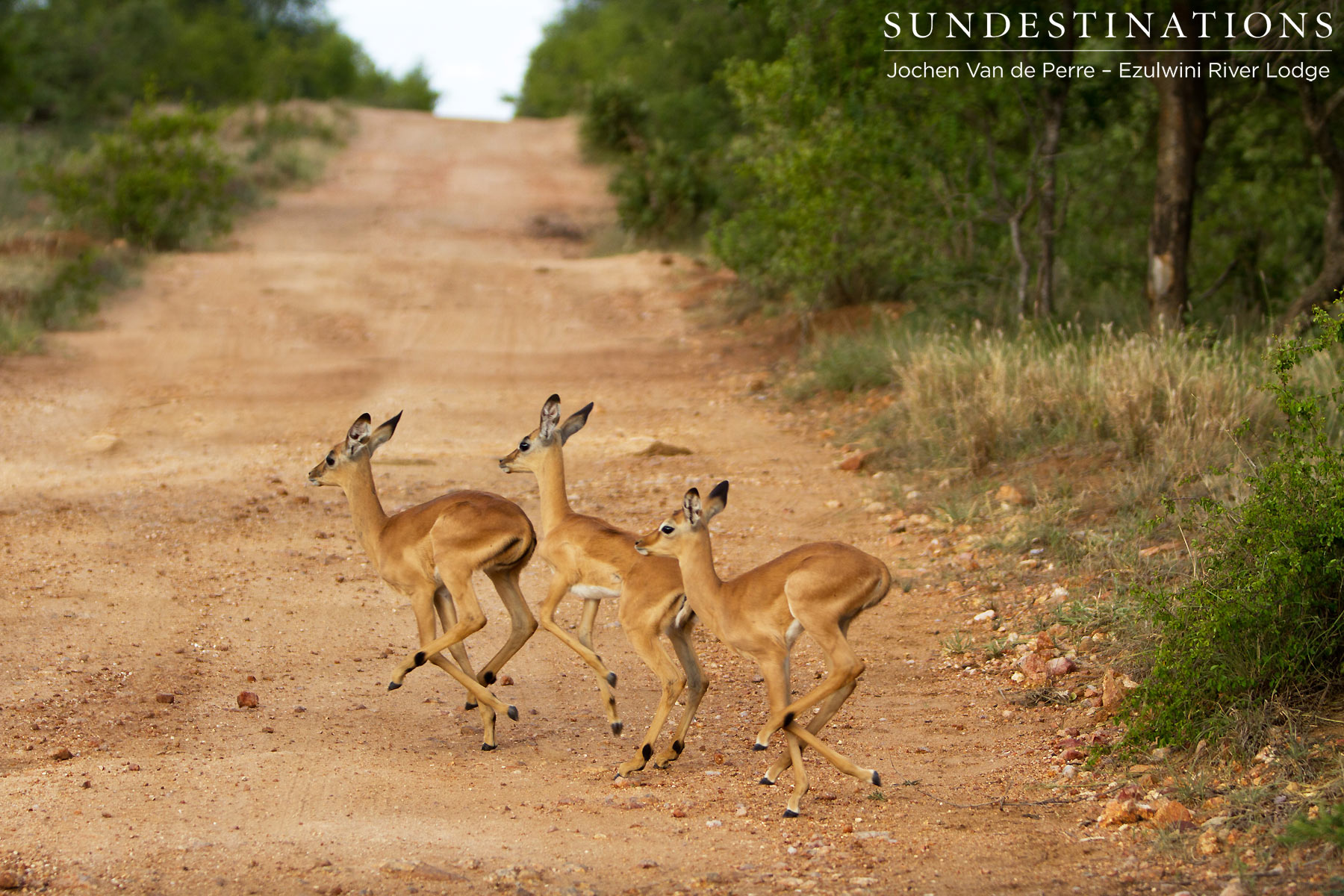 Balule Impala on the Move