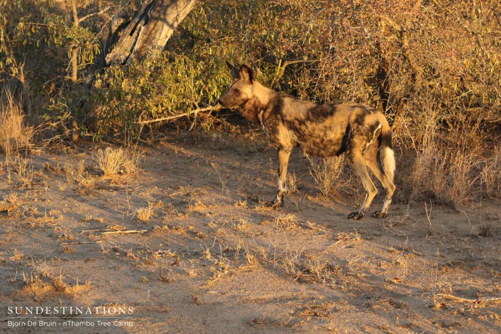 Active wild dogs in the afternoon