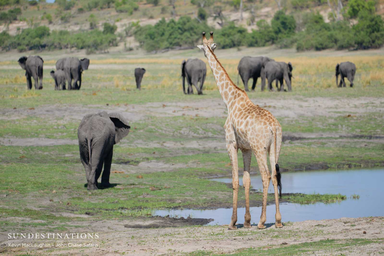 Elephant and Giraffe
