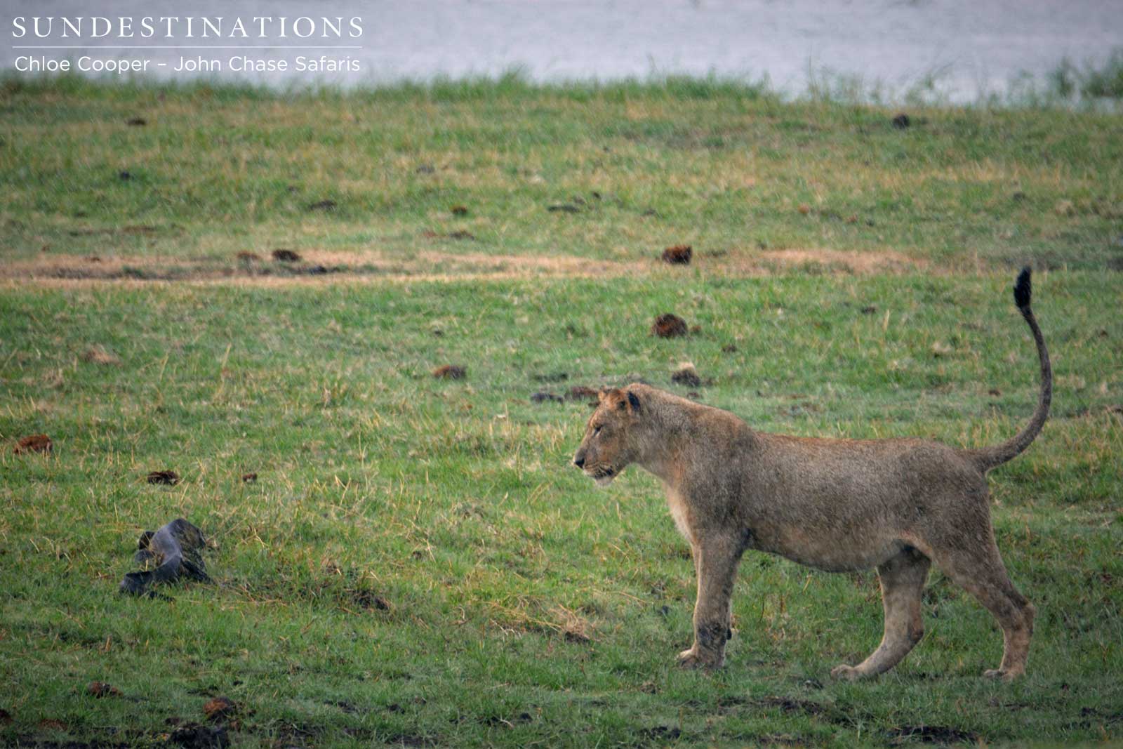 Lion with Water Monitor