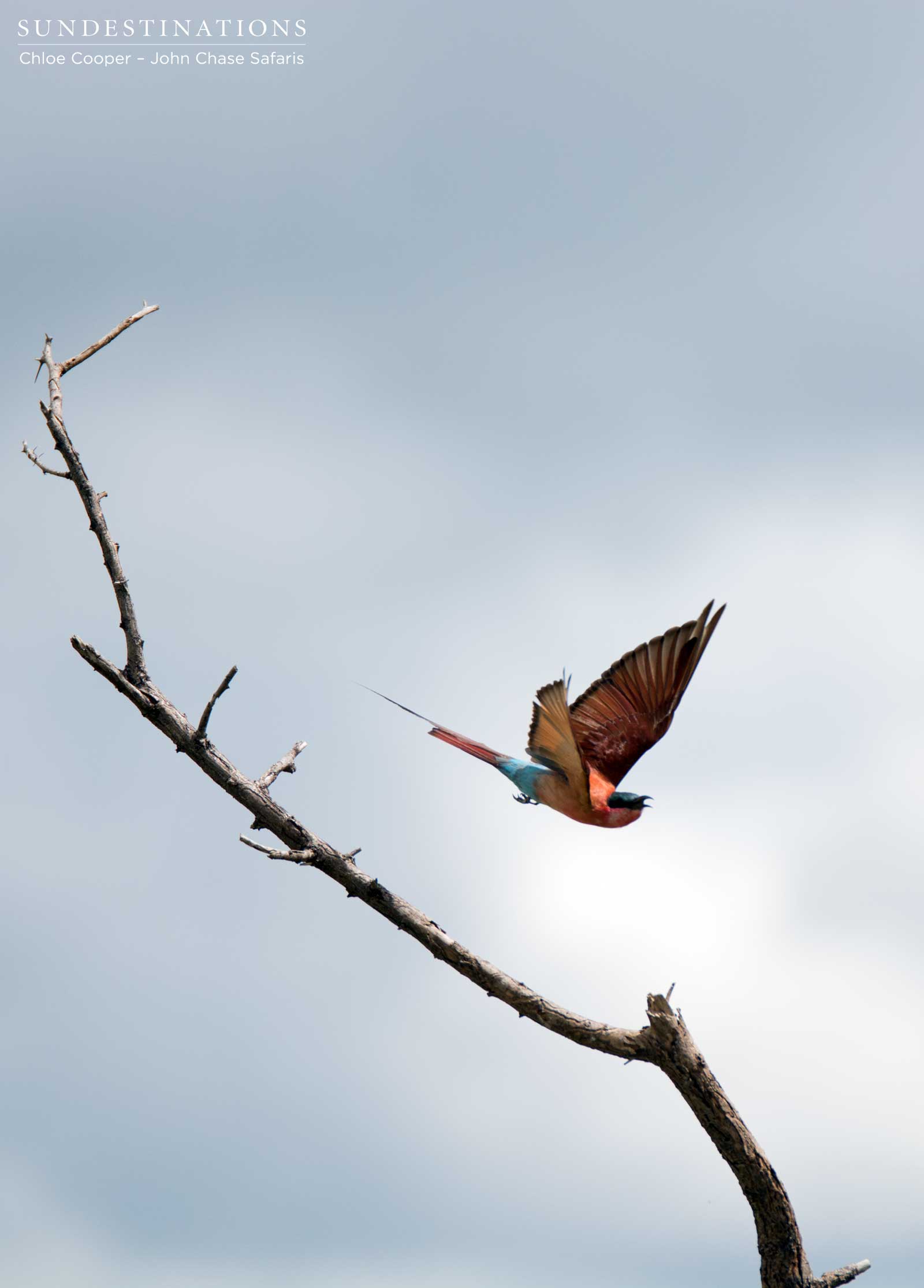 Carmine bee-eater