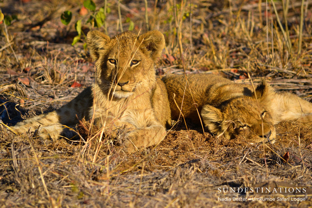 Lion Cubs Umkumbe