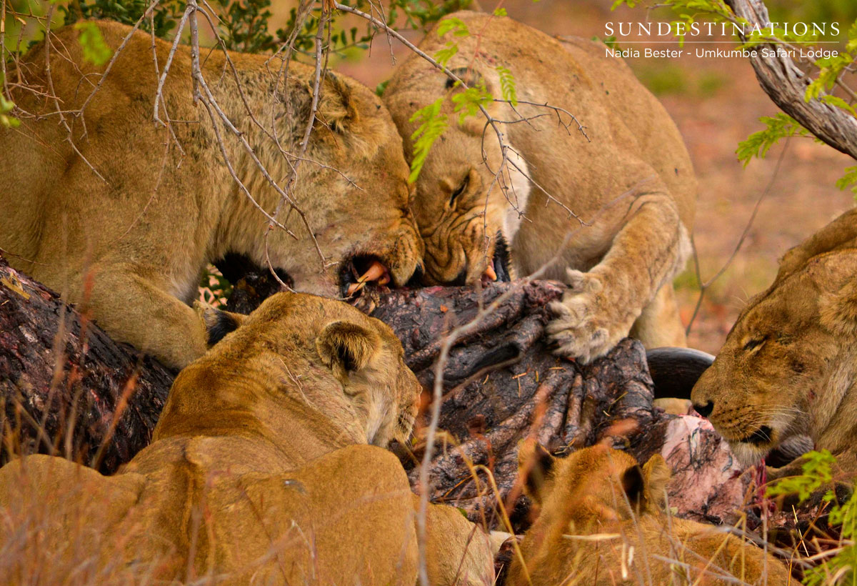 Lions on Kill