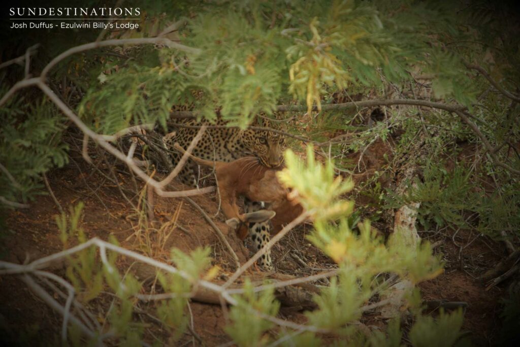 Mañana hiding her kill from Van Wijk's female