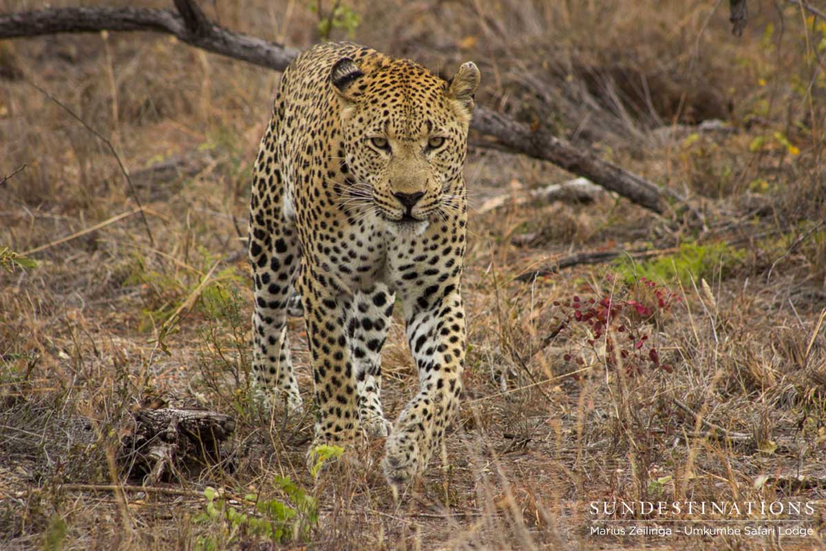 Mxabene in Sabi Sand