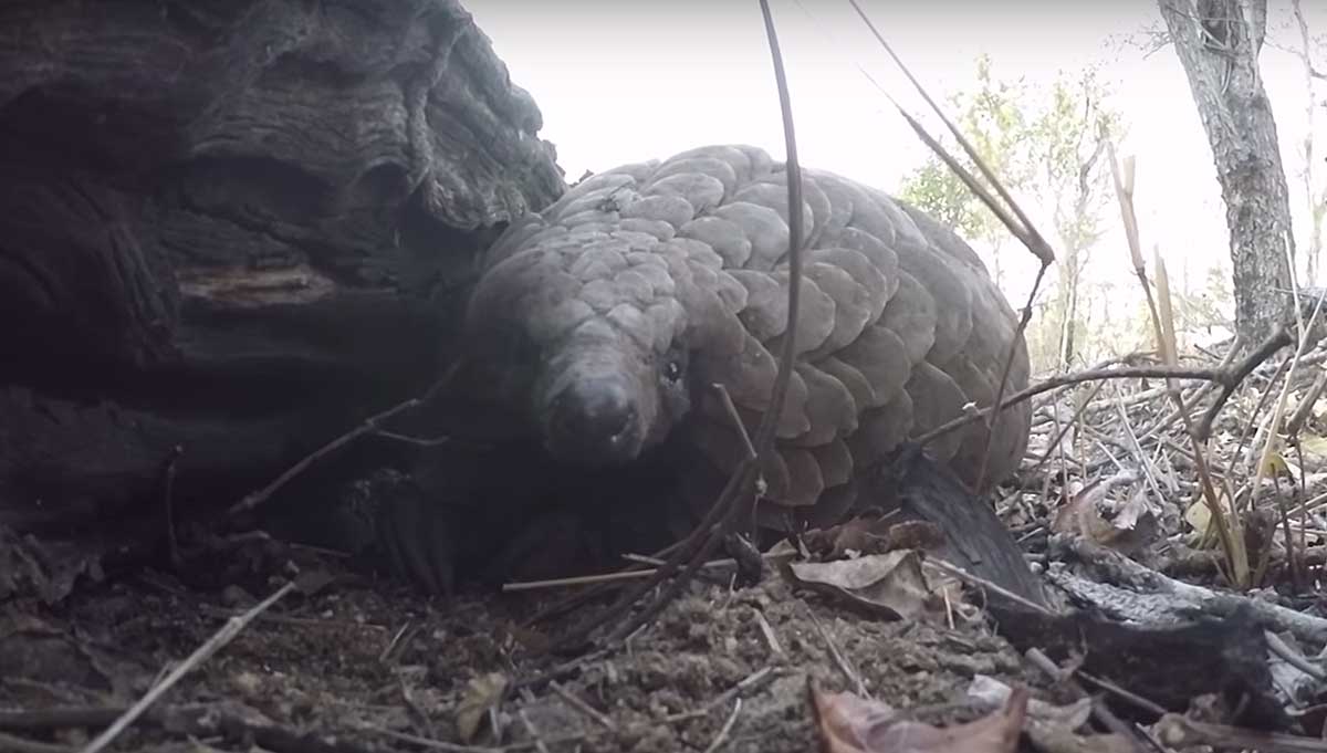 Pangolin Face Marius