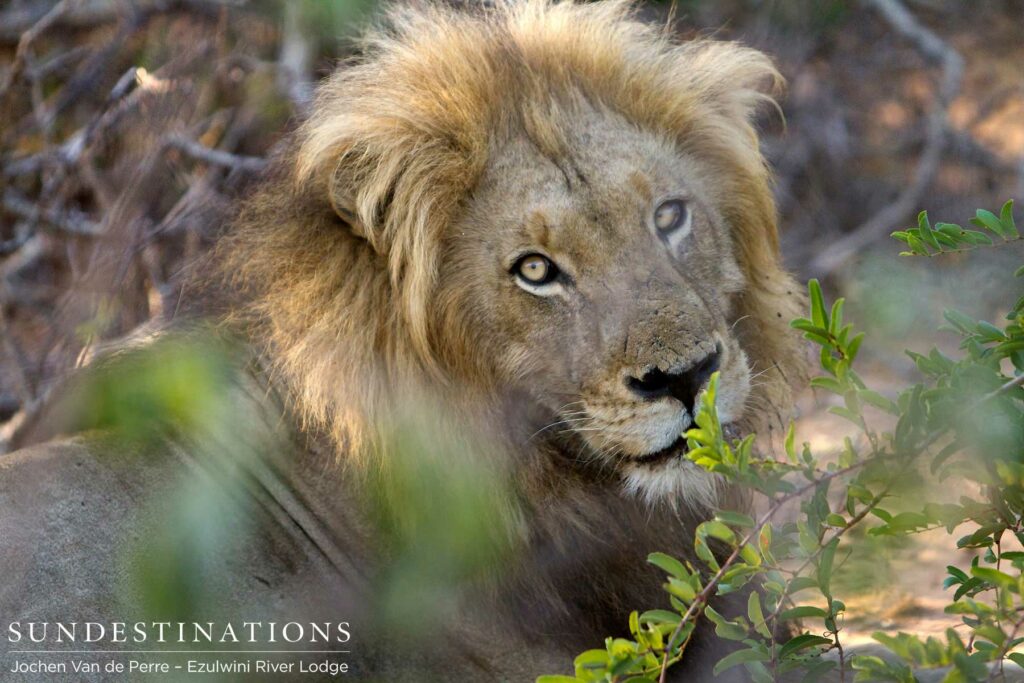 Pride male, Duma, gives us a demure pose from his spot in the shade Pride male, Duma, gives us a demure pose from his spot in the shade