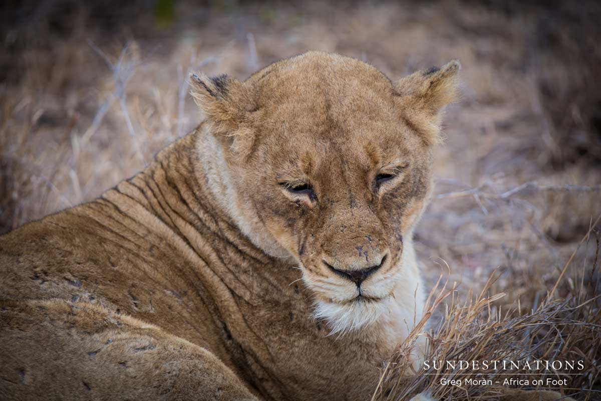 Ross Pride Lioness