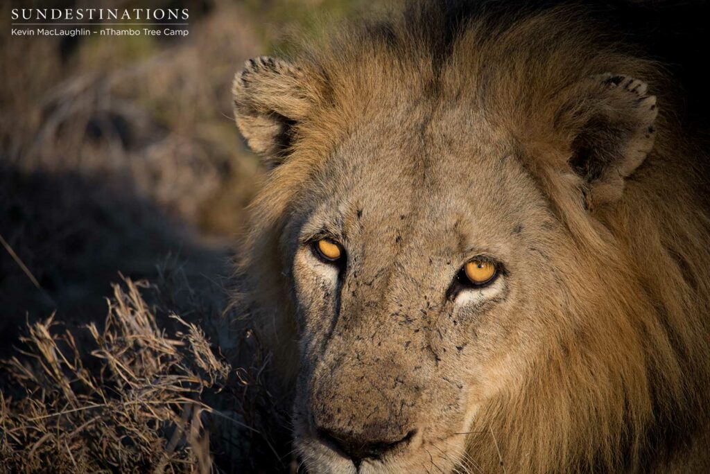 The amber-eyed glare of a Trilogy male lion. At a time when numerous male lions are attempting to proclaim their territory, tensions are high in the Klaserie wilderness