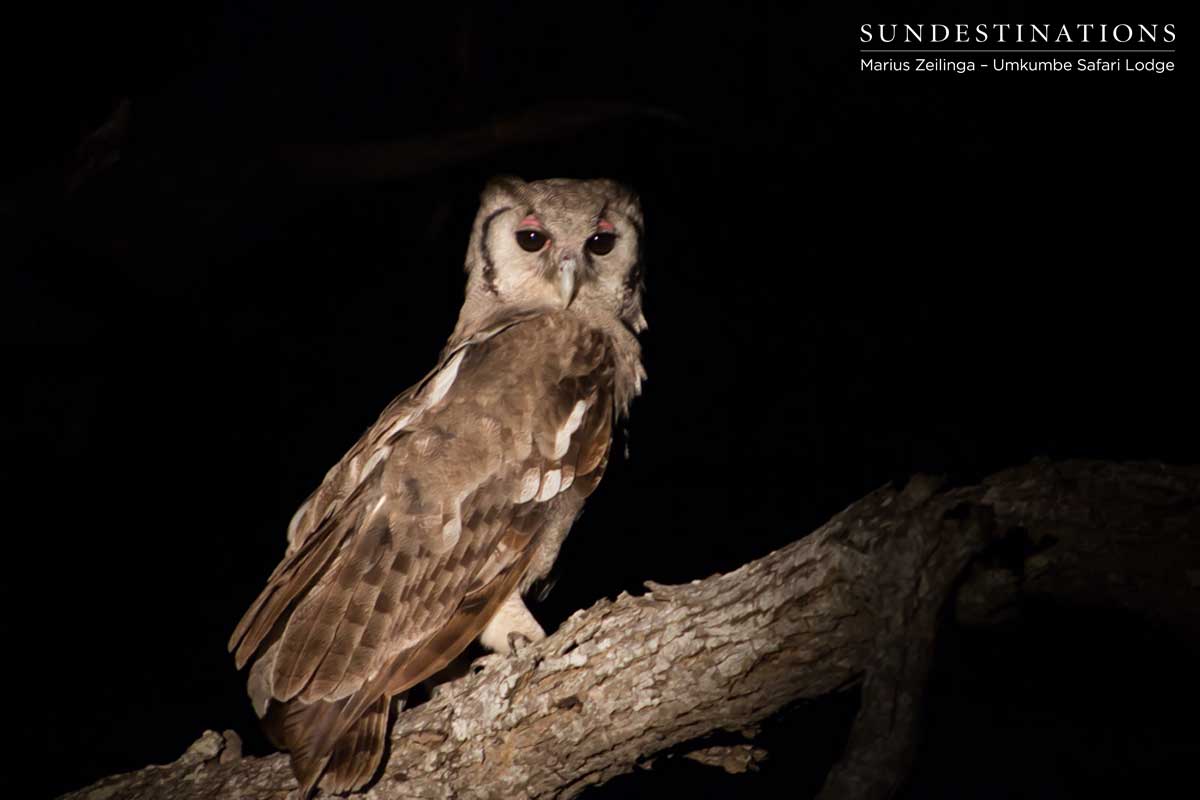Umkumbe Eagle Owl