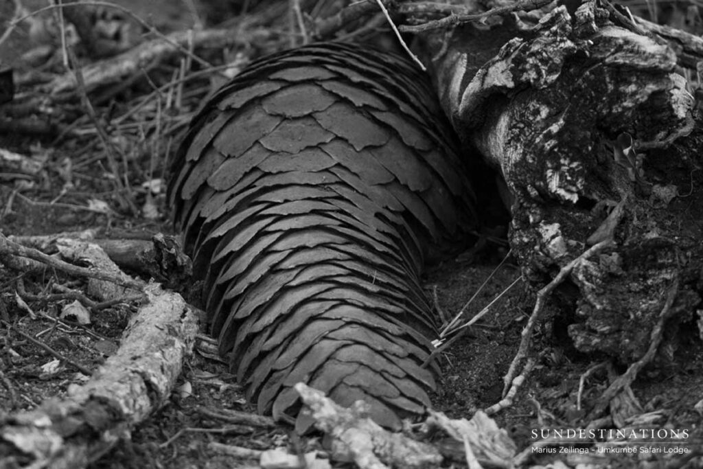 Sabi Sand Pangolin