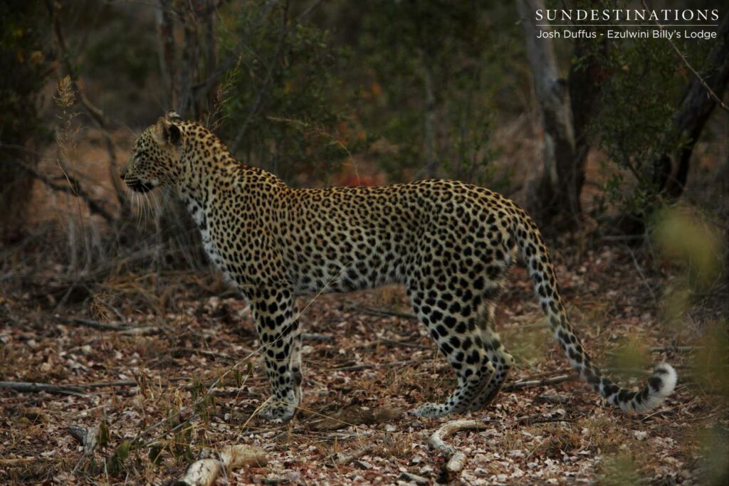 Van Wijk's female leopard showing interest in Manana's steenbok kill