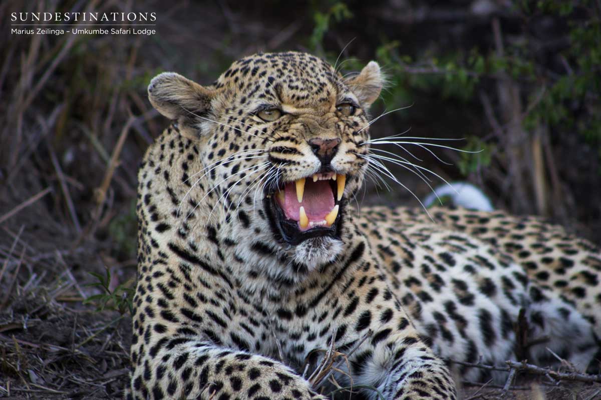 White Dam Leopardess