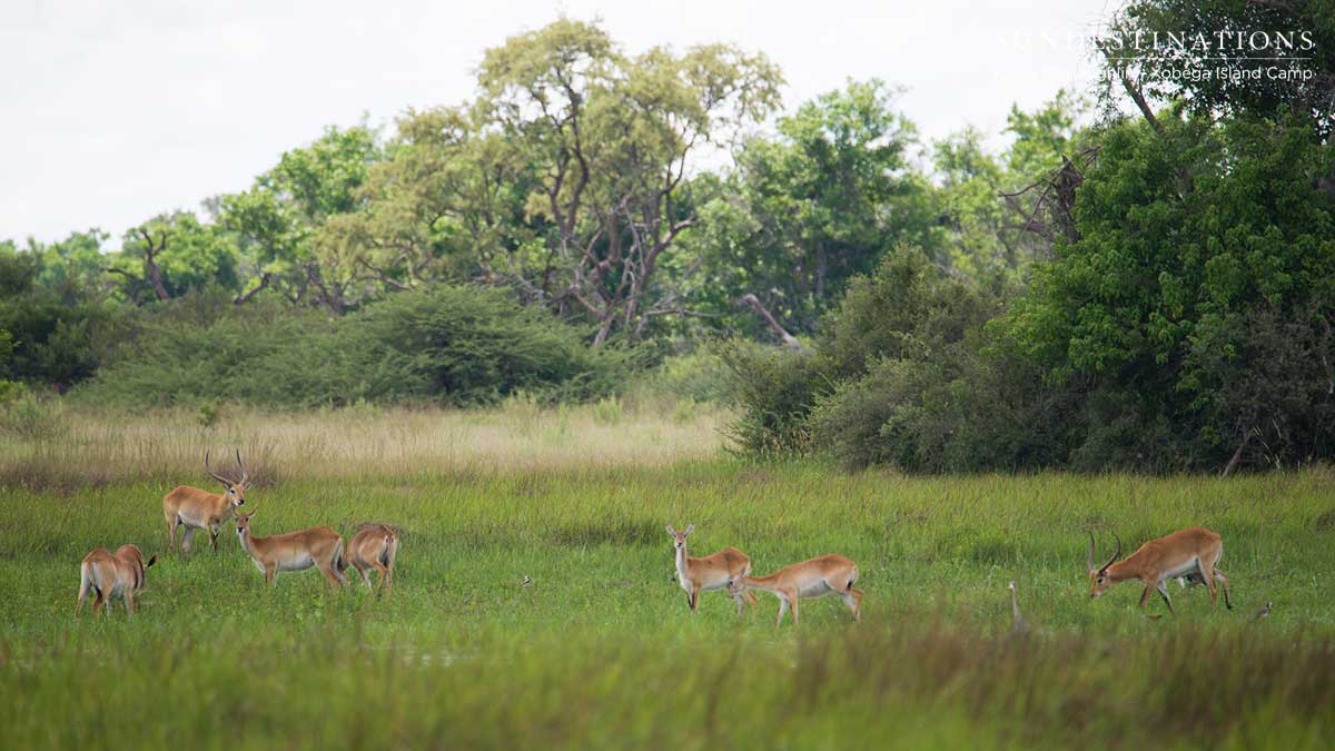 Red Lechwe 