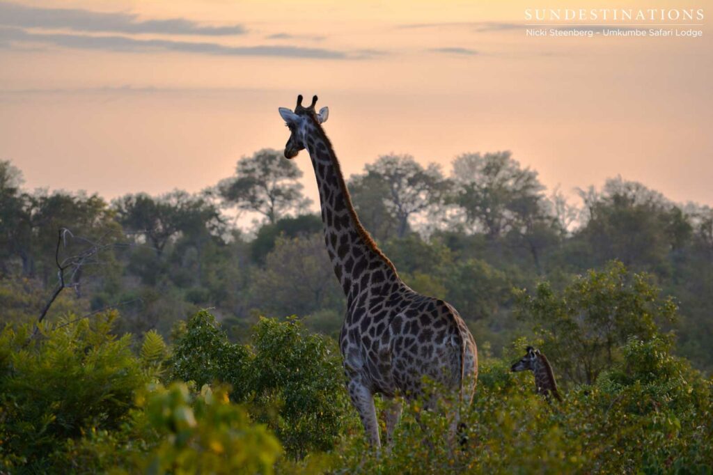 A mother giraffe leads its newborn through the thicket and into the blossoming sunset