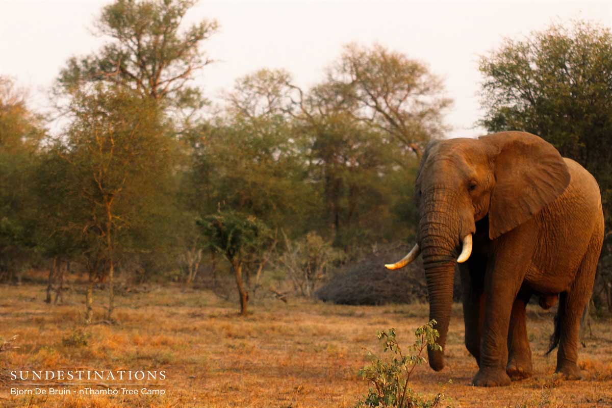 nThambo Elephant