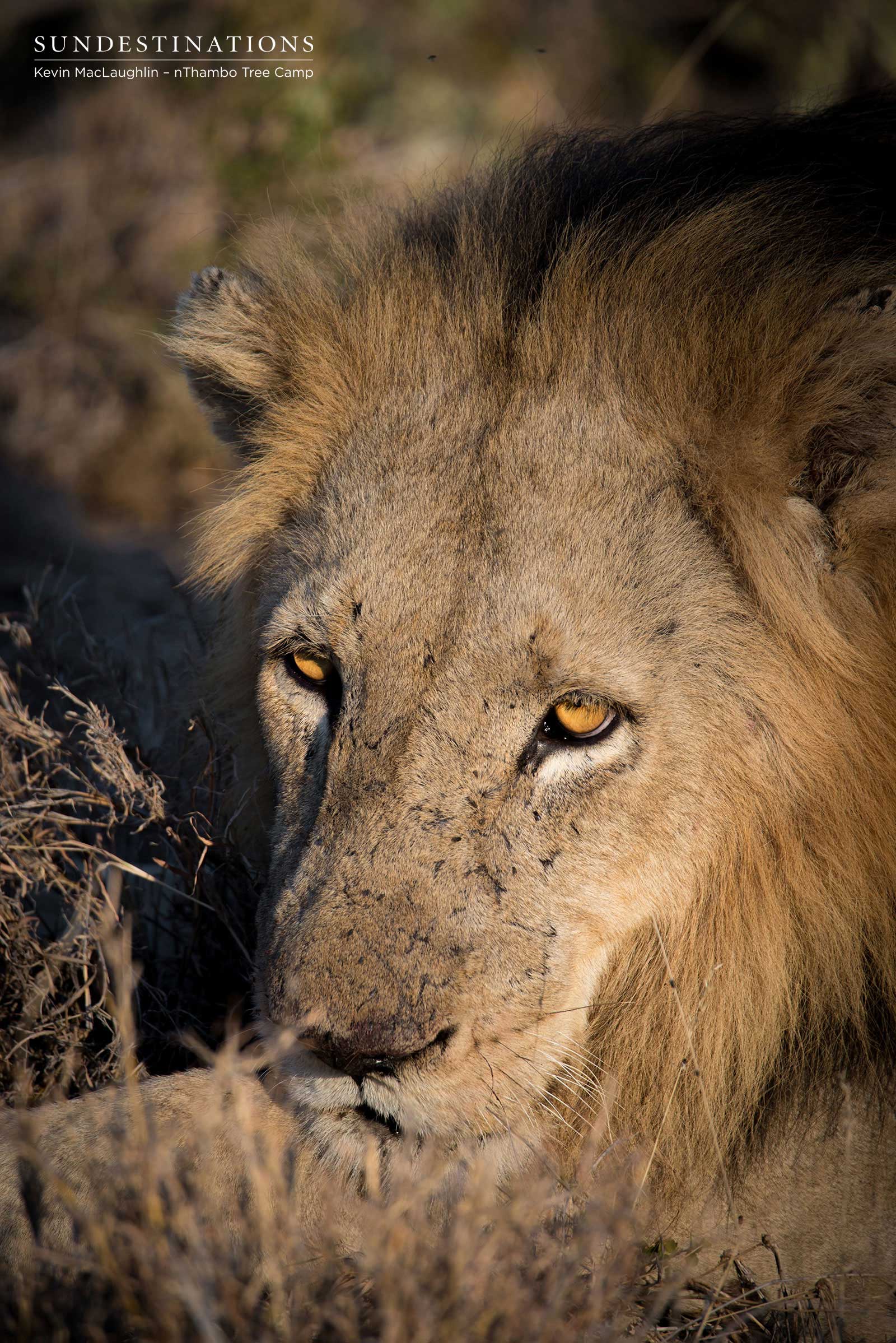 nThambo Trilogy Male 