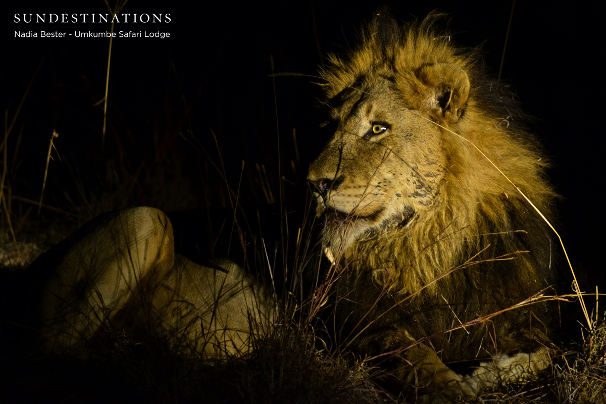 Charleston Male Sabi Sand