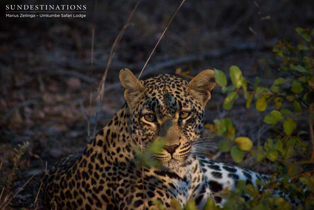 Tatowa, leopardess royalty, illuminated in the Sabi Sand's morning light