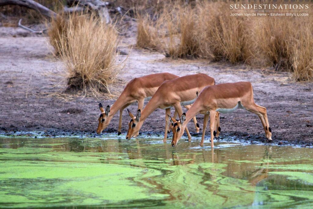 Three female impala dip their heads to drink from a vibrantly green waterhole Three female impala dip their heads to drink from a vibrantly green waterhole