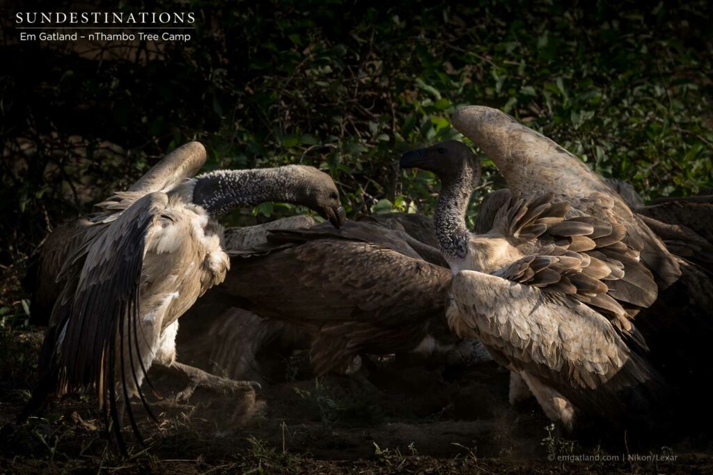 White-backed vultures squabble over a buffalo carcass in a flutter of heavily feathered wings
