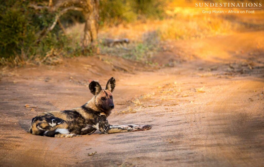 African wild dog absorbs the warmth of the morning in a spill of golden sunlight African wild dog absorbs the warmth of the morning in a spill of golden sunlight