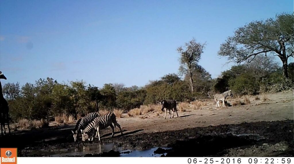 A herd of zebra joins a giraffe at the waterhole