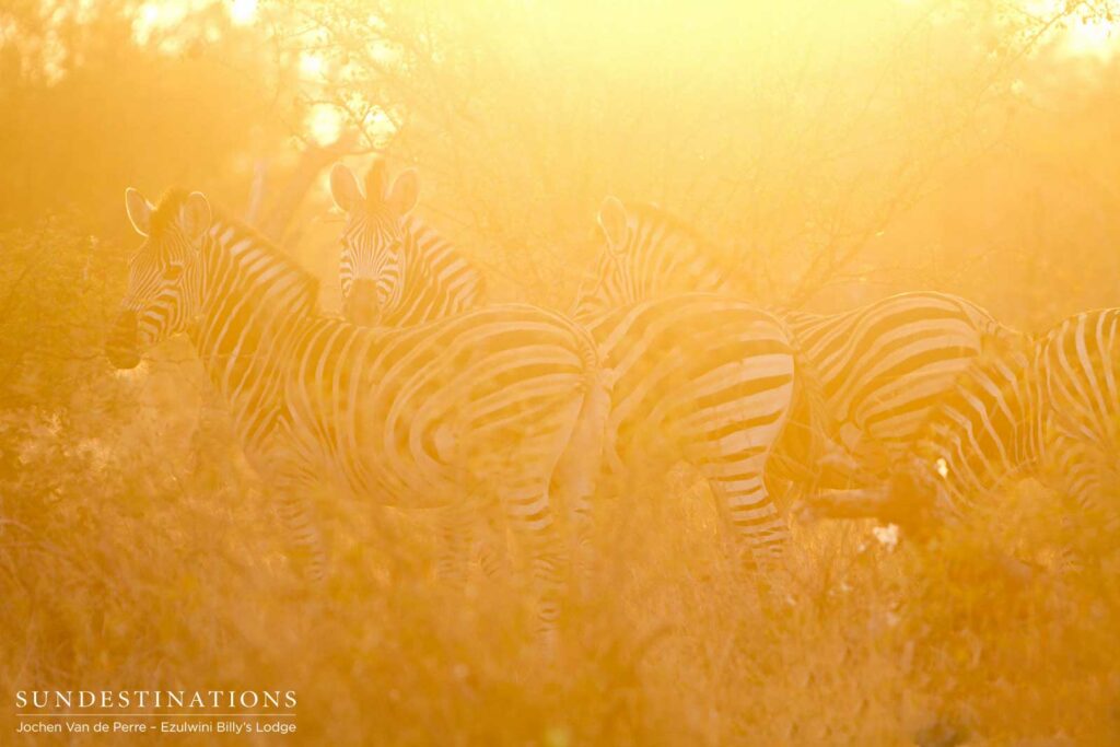 Zebras bathed in the golden morning light, painting their black and white pelts a liquid honey orange Zebras bathed in the golden morning light, painting their black and white pelts a liquid honey orange