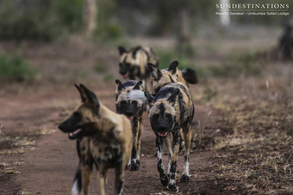 African wild dogs on the move, panting and trotting after their attempt at tackling a wildebeest