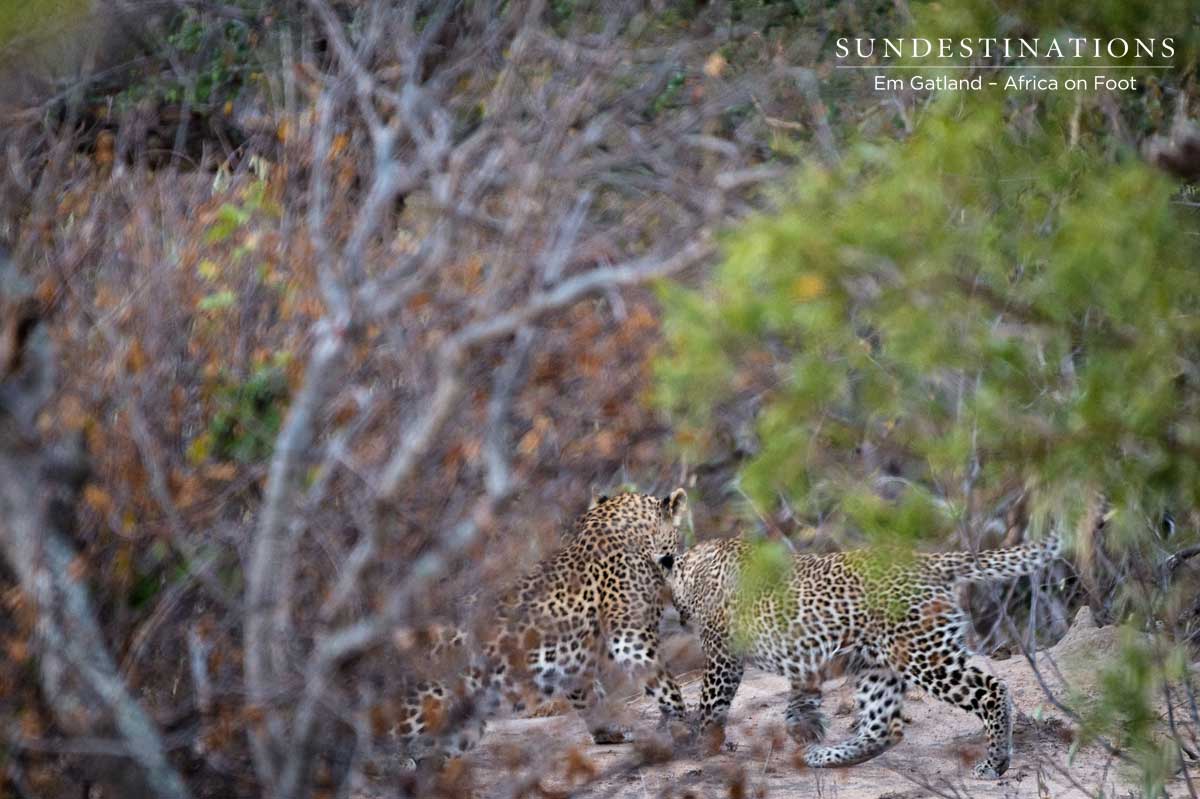 Africa on Foot Leopardess