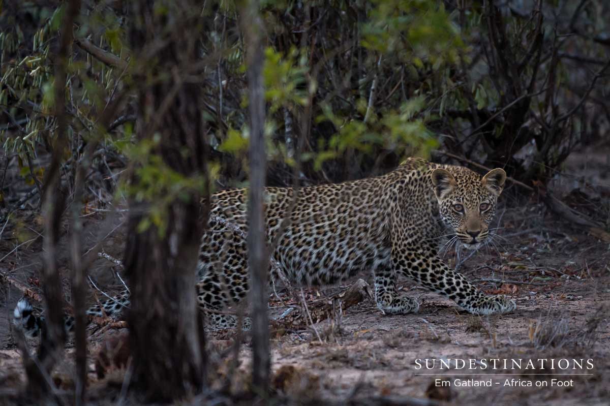 Leopard with Cubs in Klaserie