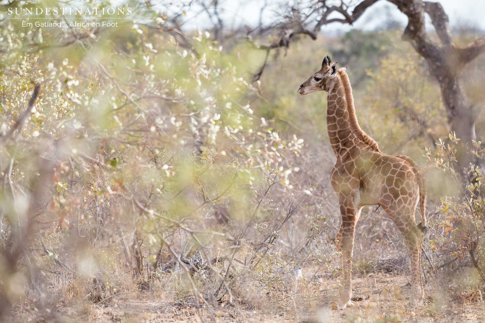 Giraffe Calf