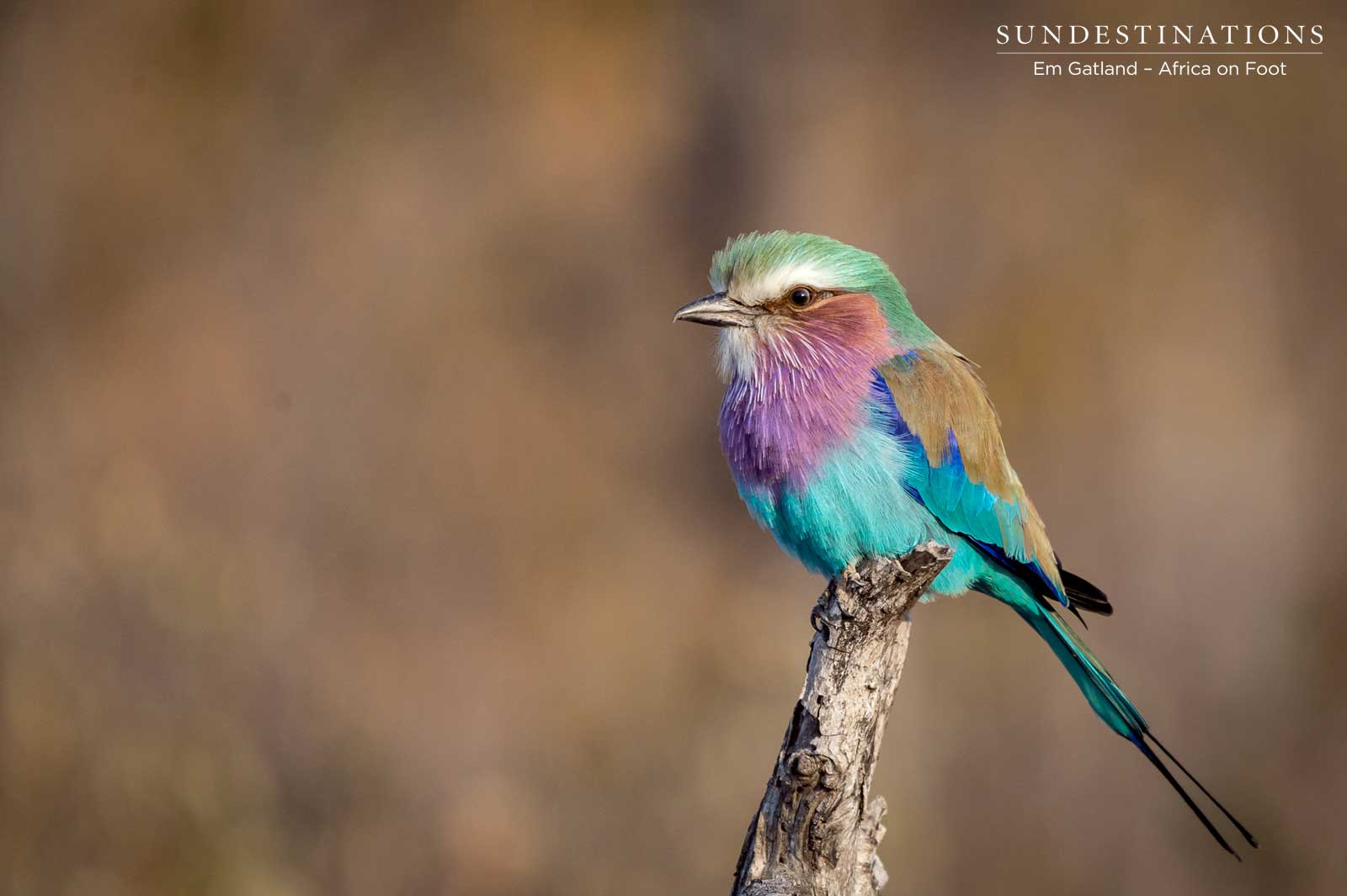 Lilac Breasted Roller