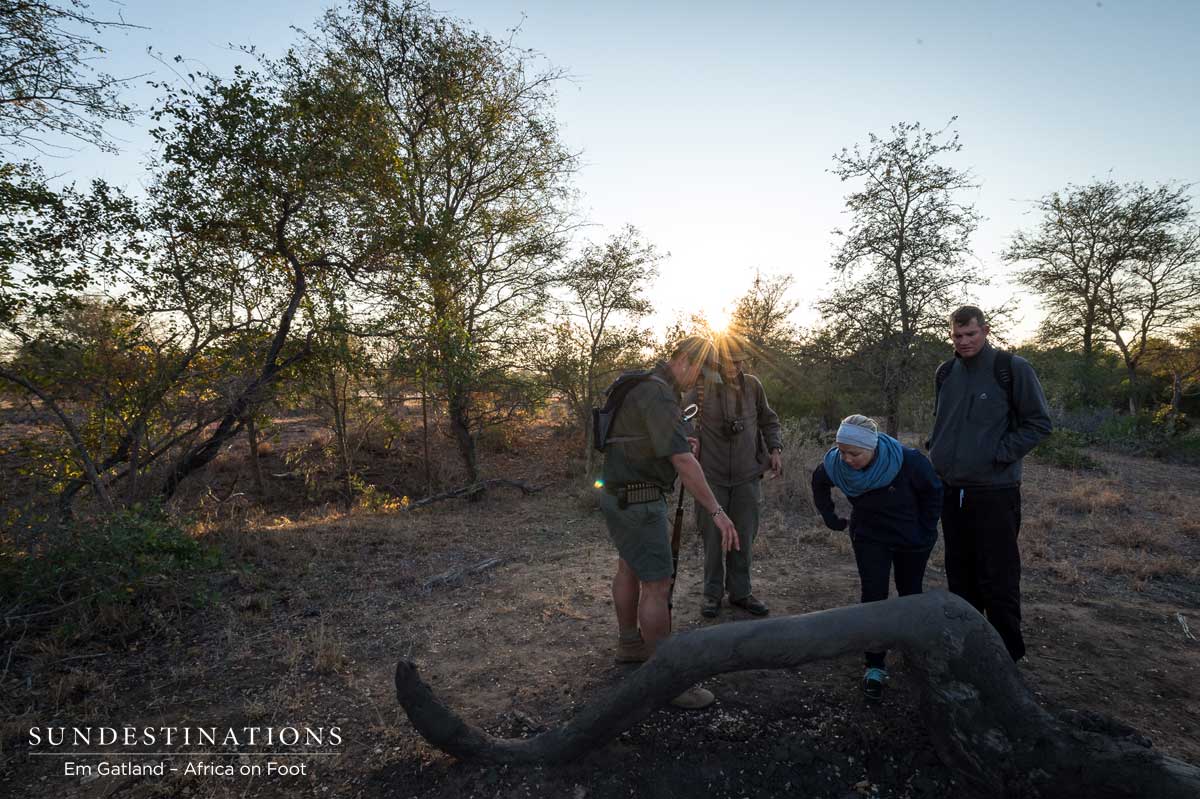 Evidence of Wildlife