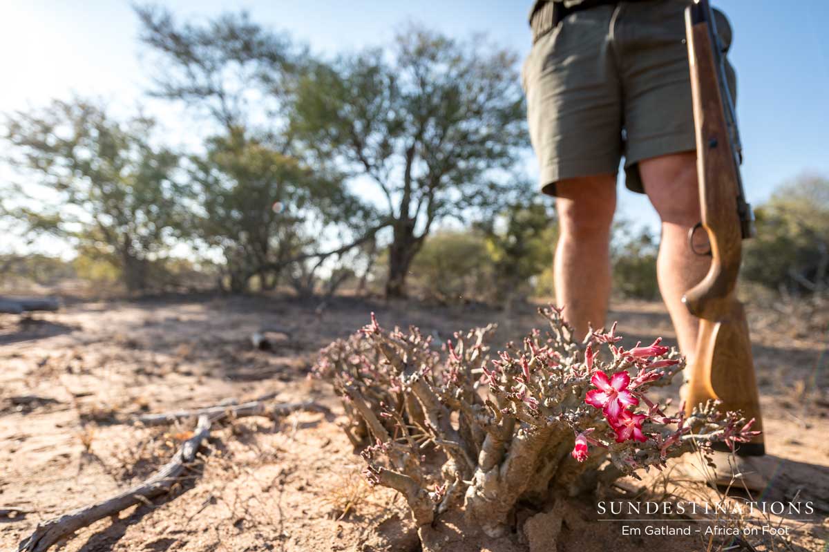 Impala Lily - Walking Safari