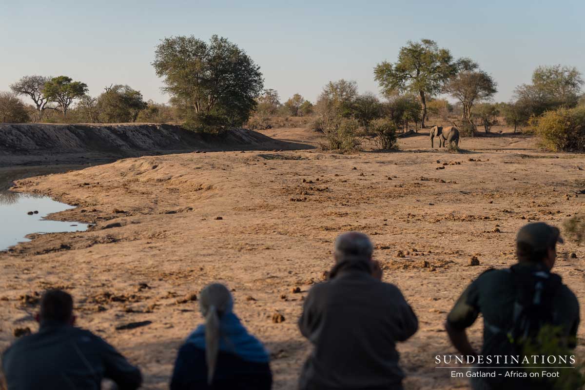 Walking Safari  - Elephants
