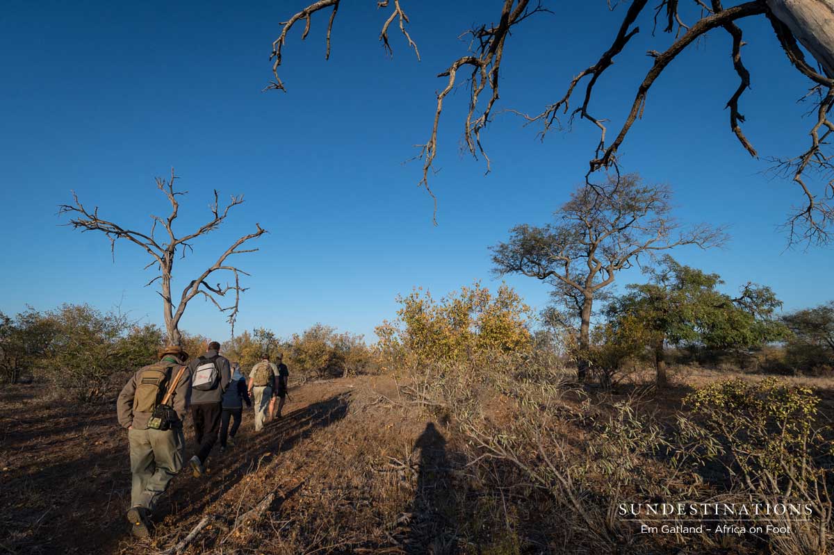 Walking Safari