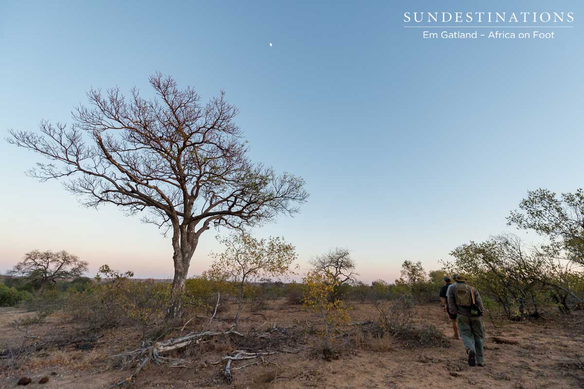 Early Morning Walks in Klaserie