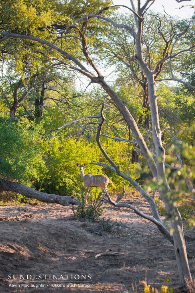 A female kudu pauses in the open and allows her camouflage to do the trick A female kudu pauses in the open and allows her camouflage to do the trick