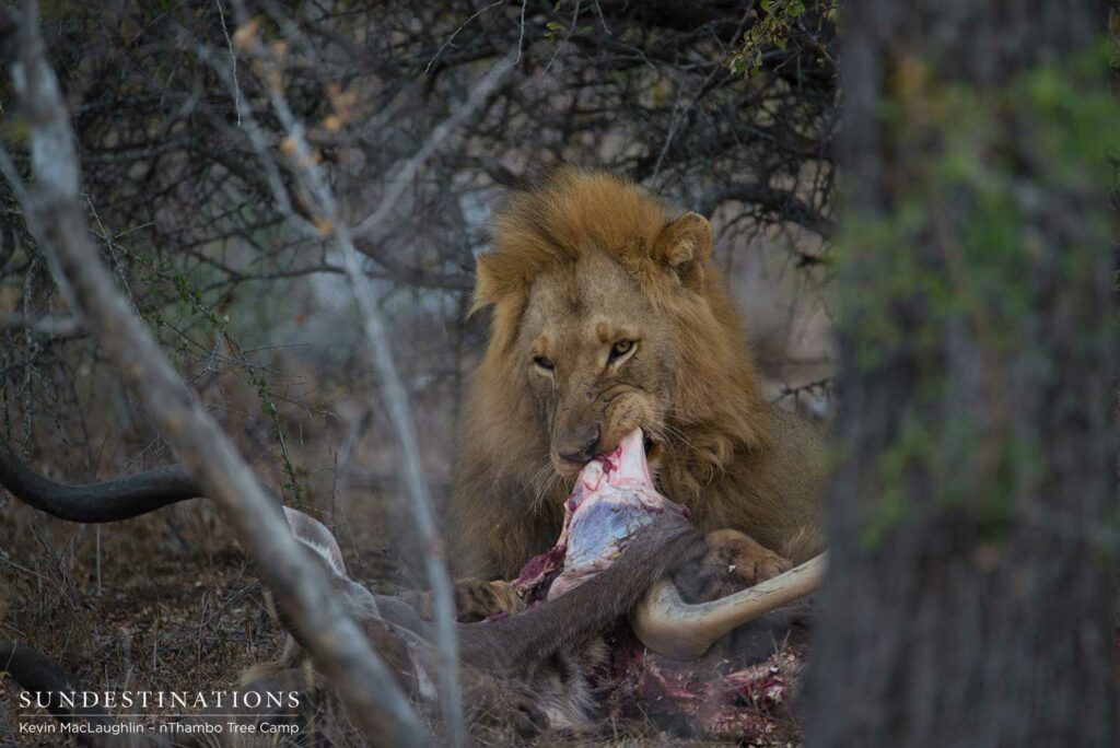 Mapoza male feeding on a kudu